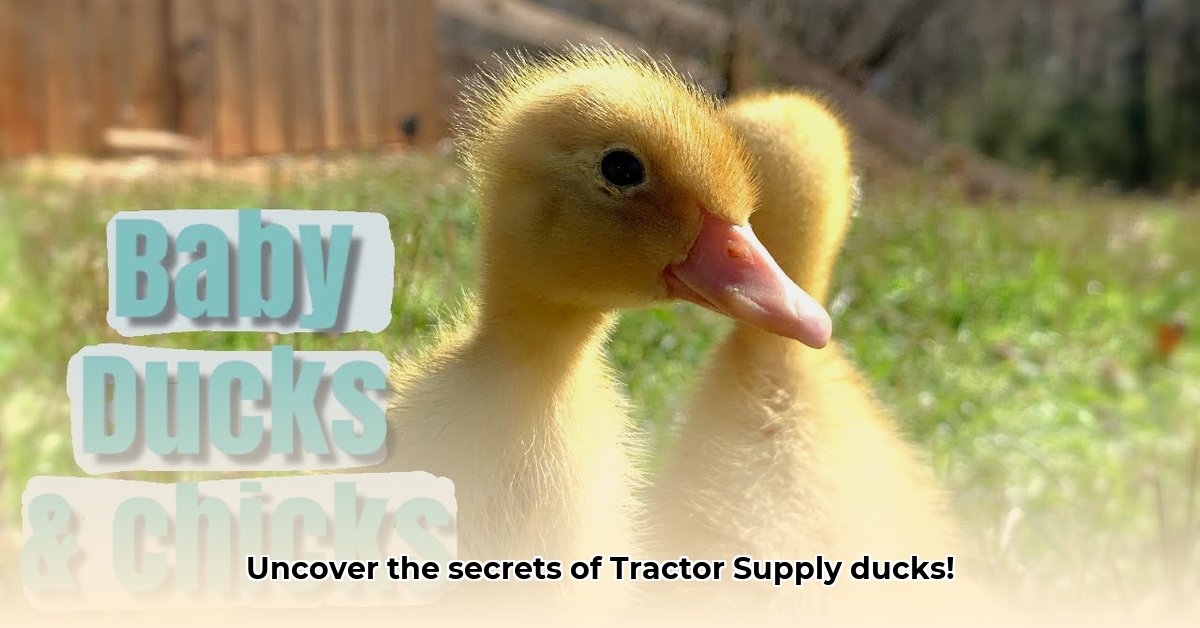 how-old-are-the-ducks-at-tractor-supply